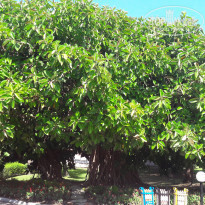 фото из отзыва ID 2009814