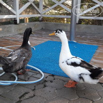 фото из отзыва ID 2009814