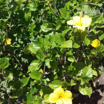 фото из отзыва ID 2010012