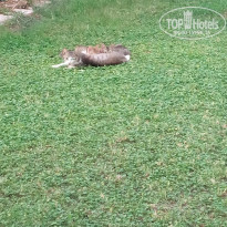 фото из отзыва ID 2010318