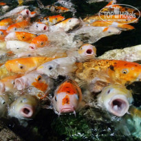 фото из отзыва ID 2011648