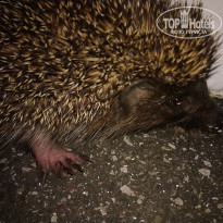 фото из отзыва ID 2011648