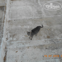 фото из отзыва ID 2010240