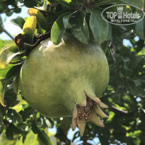 фото из отзыва ID 2012614