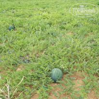 фото из отзыва ID 2012873