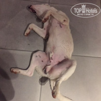 фото из отзыва ID 2011978