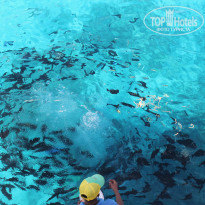 фото из отзыва ID 2010344