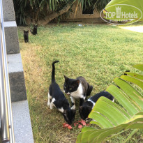 фото из отзыва ID 2015184