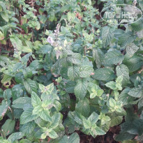 фото из отзыва ID 2015354