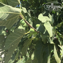 фото из отзыва ID 2015572