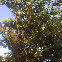 фото из отзыва ID 2015572