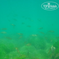 фото из отзыва ID 2015621