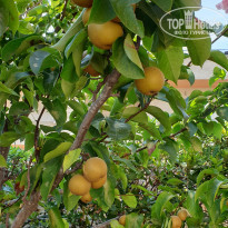 фото из отзыва ID 2015934