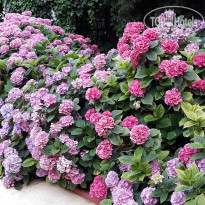 фото из отзыва ID 2017144