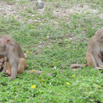 фото из отзыва ID 2017297