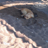 фото из отзыва ID 2019208