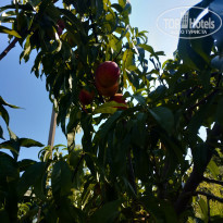 фото из отзыва ID 2019208