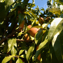 фото из отзыва ID 2019208