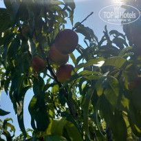 фото из отзыва ID 2019208