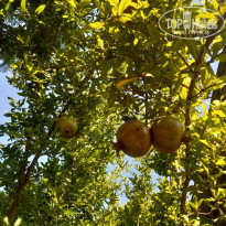 фото из отзыва ID 2019208