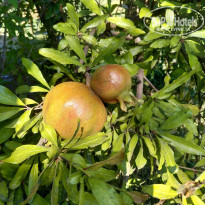 фото из отзыва ID 2019208