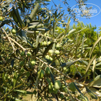 фото из отзыва ID 2019208