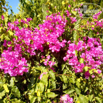 фото из отзыва ID 2019208