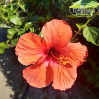 фото из отзыва ID 2019208