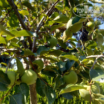 фото из отзыва ID 2019208