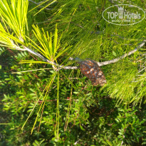 фото из отзыва ID 2019280