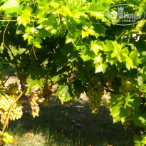 фото из отзыва ID 2019280