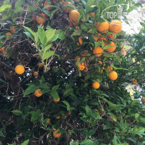 фото из отзыва ID 2018631