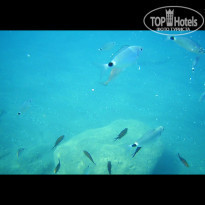 фото из отзыва ID 2019208