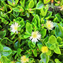 фото из отзыва ID 2021287