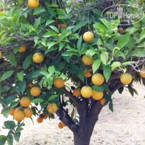 фото из отзыва ID 2021907