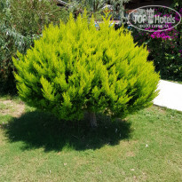 фото из отзыва ID 2023080