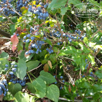 фото из отзыва ID 2025688