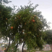 фото из отзыва ID 2025796