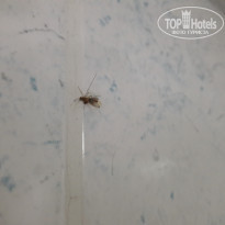 фото из отзыва ID 2026299