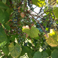 фото из отзыва ID 2026317