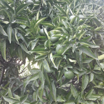 фото из отзыва ID 2027599