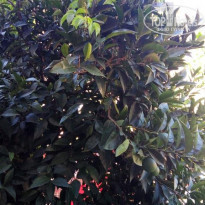 фото из отзыва ID 2027313