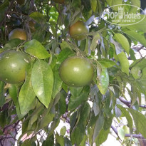 фото из отзыва ID 2027872