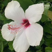 фото из отзыва ID 2029177