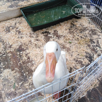 фото из отзыва ID 2029267