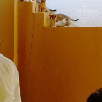 фото из отзыва ID 2029516