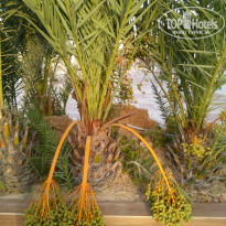 фото из отзыва ID 2030864