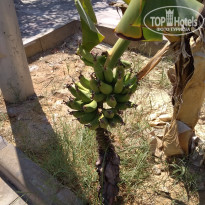 фото из отзыва ID 2031190