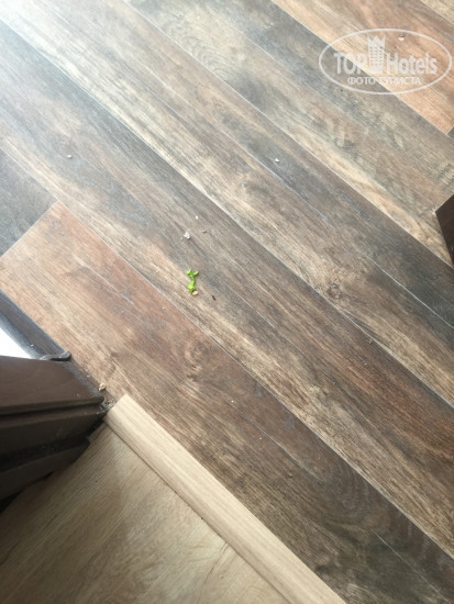 New photos from tourists Пальмира 