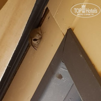 фото из отзыва ID 2032981